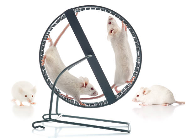istock Healthy Athletic White Mice Working-Out At The Mouse Wheel Gym 157532500