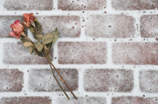 Roses left by a memorial dried by the Winter weather, pictured on a brick walkway with light snow.