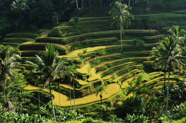 Rice terraces at Bali  rice terrace stock pictures, royalty-free photos & images