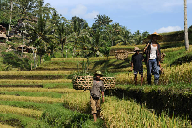 istock Country men on rice terraces at Bali 157532861