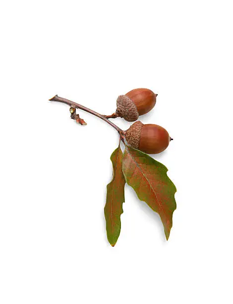 Photo of Acorns and Oak Leaves on White Background with Clipping Path