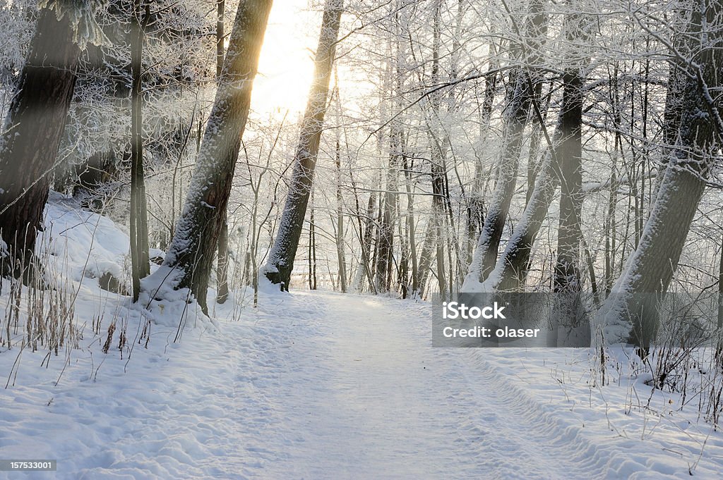 Закат в зимнем лесу - Стоковые фото Белый роялти-фри