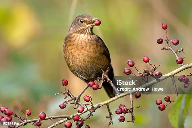Photo libre de droit de Blackbird banque d'images et plus d'images libres de droit de Hiver - Hiver, Plante, Fruit rouge