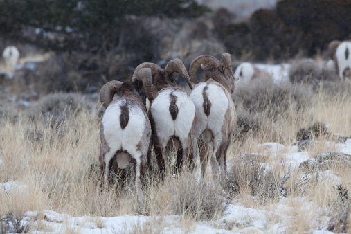 Bighorn sheep in the wild taken during winter