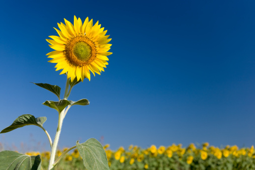 Large blossom of a sunflower in the foreground of a field with many crops. Summer evening landscape with colorful sky. opened sunflower blossom with green leaves and stems
