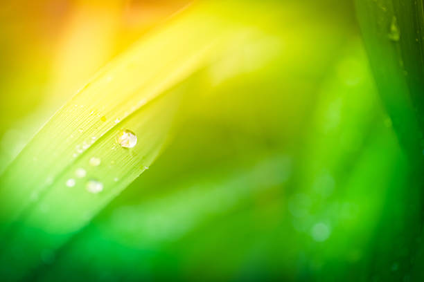 Morning dew on blades of grass during sunrise