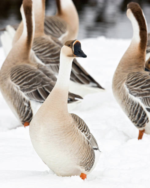 istock Geese in the snow 157533208