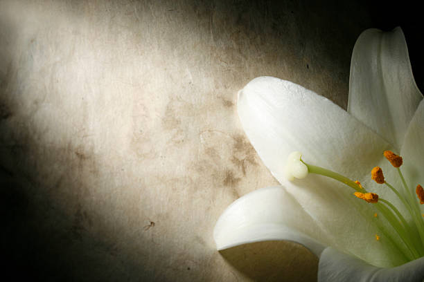 easter lily auf grunge hintergrund - madonnenlilie stock-fotos und bilder