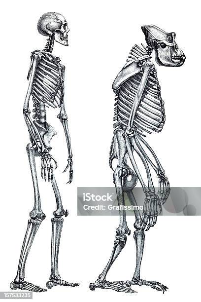 Porównanie Ludzki Szkielet I Gorilla - Stockowe grafiki wektorowe i więcej obrazów Szkielet zwierzęcia - Szkielet zwierzęcia, Szkielet człowieka, Ludzie