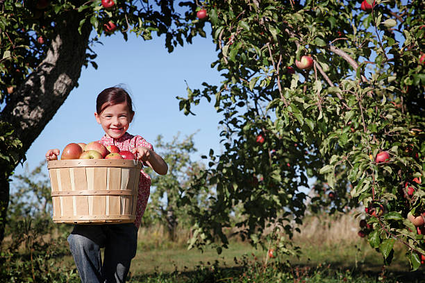 chica en un orchard - apple orchard child apple fruit fotografías e imágenes de stock