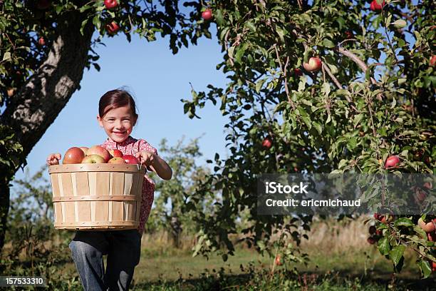 Chica En Un Orchard Foto de stock y más banco de imágenes de Manzana - Manzana, Niño, Pomar - Huerta