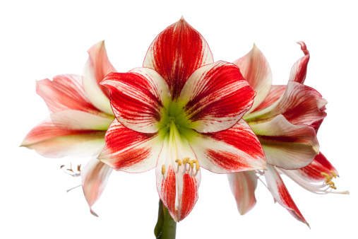 Boasting stunning variegated petals of red and white, Ambiance is the ultimate indoor Christmas flower. This mighty Amaryllis produces gorgeous, bold 7