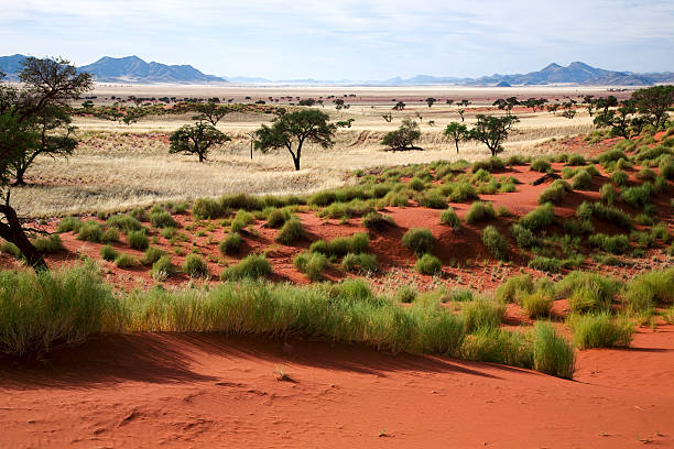 naukluft 국립공원 - savannah africa steppe namibia 뉴스 사진 이미지