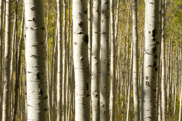 golden autumn aspens mark the fall season in the san juan mountains of the colorado rocky mountains.  horizontal composition taken near durango and silverton colorado.