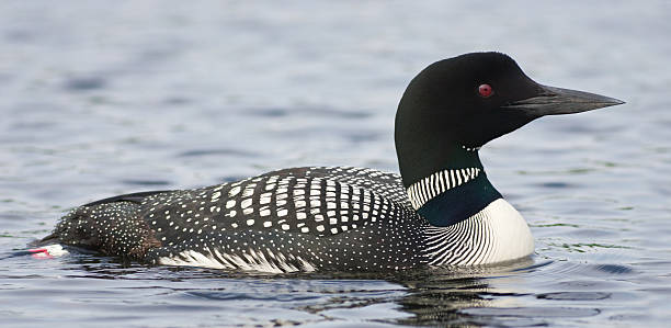 eistaucher auf see - common loon stock-fotos und bilder