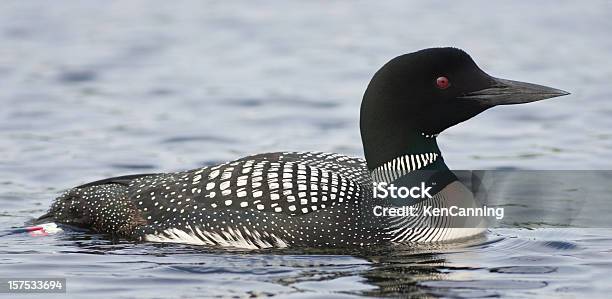 Closeup Of Common Loon Floating On The Water Stock Photo - Download Image Now - Common Loon, Water, Animal