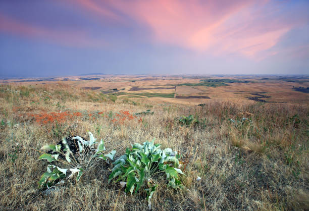 wild-da-pradaria - prairie wide landscape sky imagens e fotografias de stock