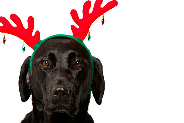 nero labrador retriever cane indossa natale rosso vacanze di natale antlers - dog black labrador retriever animal nose foto e immagini stock