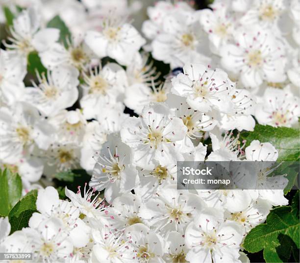 Blühende Hawthorn Stockfoto und mehr Bilder von Baumblüte - Baumblüte, Blume, Farbbild