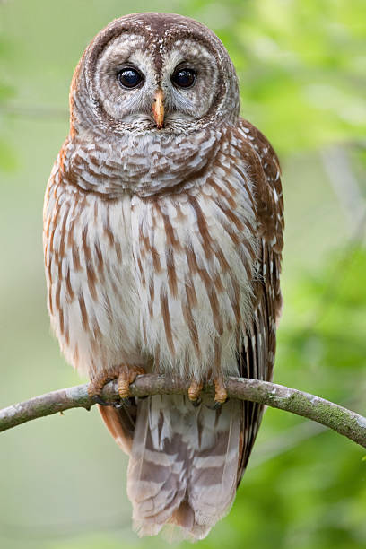 Photo of Barred Owl Perched in Tree