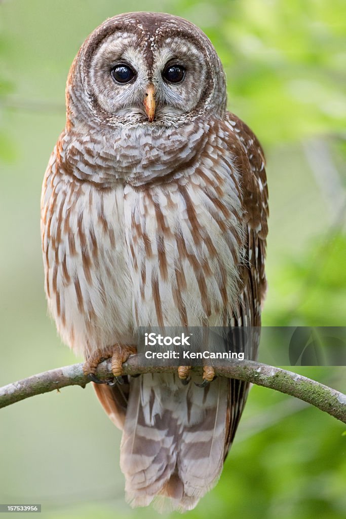 Barred Owl Perched in Tree  Barred Owl Stock Photo