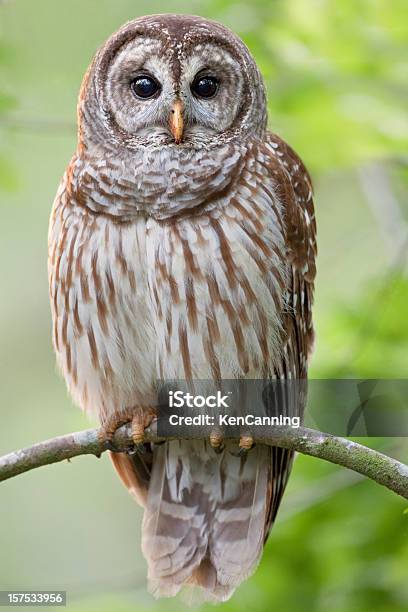 Barred Owl Perched In Tree Stock Photo - Download Image Now - Barred Owl, Owl, Photography