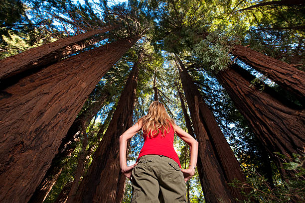 Redwood Hiking stock photo