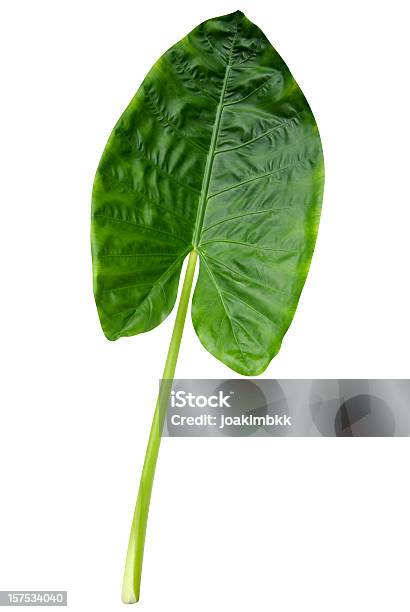 Tropical Folha Verde Isolado No Branco Com Traçado De Recorte - Fotografias de stock e mais imagens de Folha