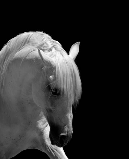istock White Stallion Horse Andalusian BW 157534144