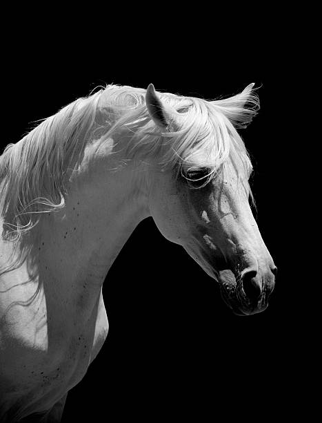 istock White Stallion Horse Andalusian BW 157534145
