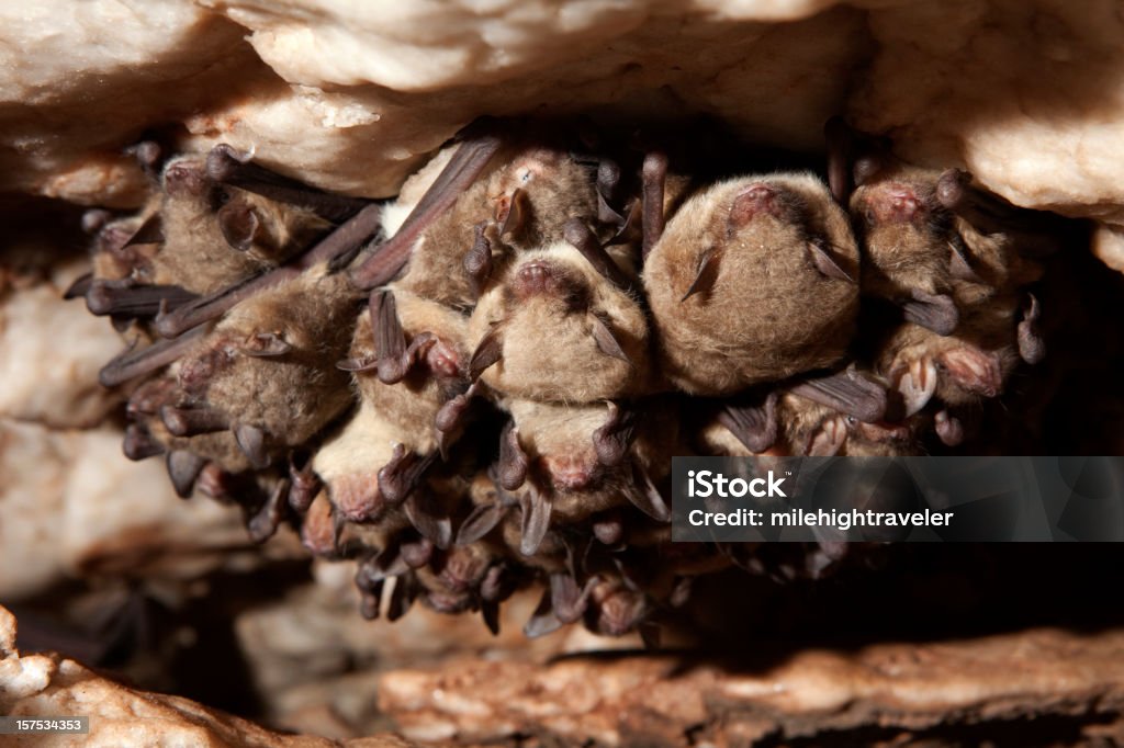 Nahaufnahme der Höhle Myotis Bats Winterschlaf, Oklahoma - Lizenzfrei Fledermaus Stock-Foto