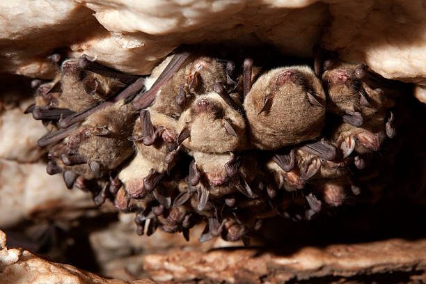 Close-up of Cave Myotis Bats Hibernating, Oklahoma  hibernation stock pictures, royalty-free photos & images