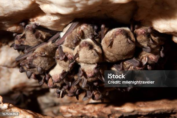 Foto de Closeup Da Caverna De Morcegos Myotis Hibernando Oklahoma e mais fotos de stock de Morcego