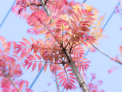 Looking up at colourful leaves