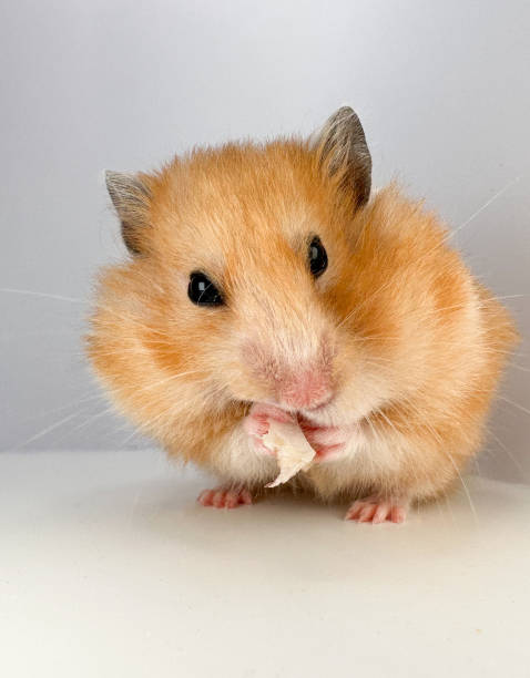 istock Cute Syrian hamster putting food into cheek pouches 1575383949