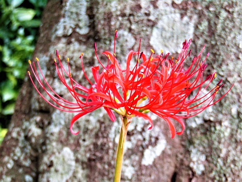 Red spider lily.