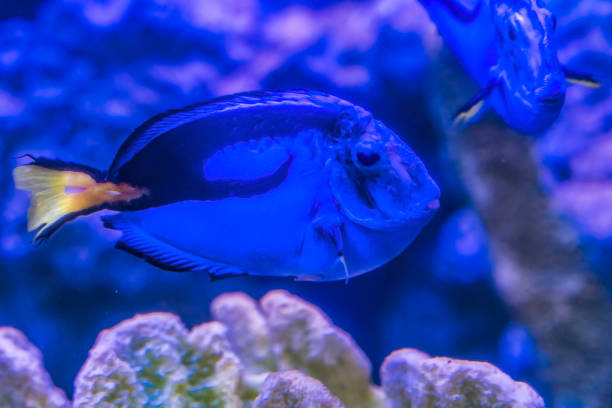 Colorful Blue Tang Tropical Fish Paracanthurus Hepatus Waikiki Oahu Hawaii.
