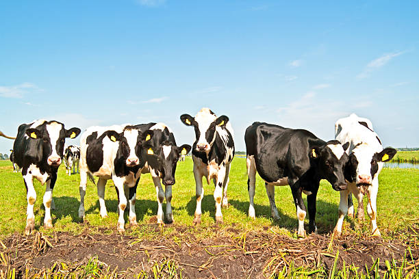 Young dutch cows in the countryside from the Netherlands in spring