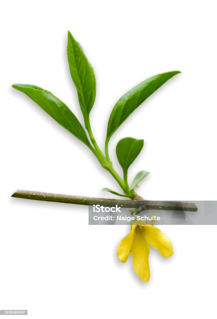 Yellow Forsythia Lynwood with branch and leaves isolated on white background. Alternative Medicine Stock Photo