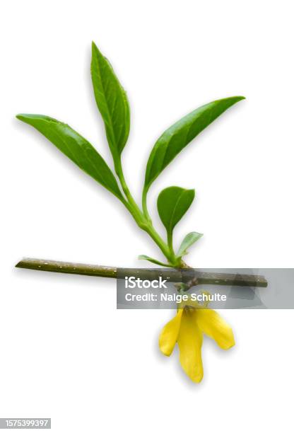 Yellow Forsythia Lynwood With Branch And Leaves Isolated On White Background Stock Photo - Download Image Now