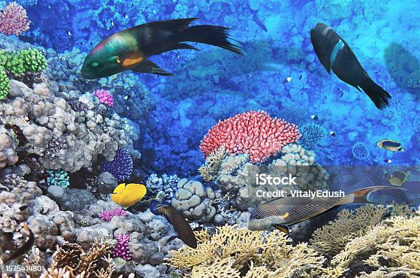 Coral Y Peces En El Seaegypt Rojo Foto de stock y más banco de imágenes de Agua - Agua, Agua potable, Animales salvajes
