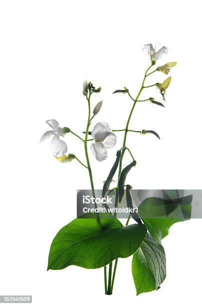 콩 꽃 및 잎 0명에 대한 스톡 사진 및 기타 이미지 - 0명, 꽃 나무, 꽃-식물