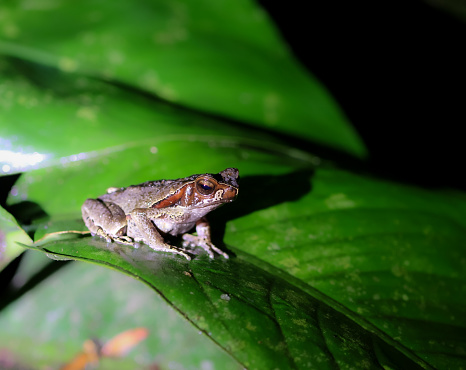 Costa Rican Cane Toad Costa Rican Toad Stock Photo - Download Image Now - Amphibian, Animal ...