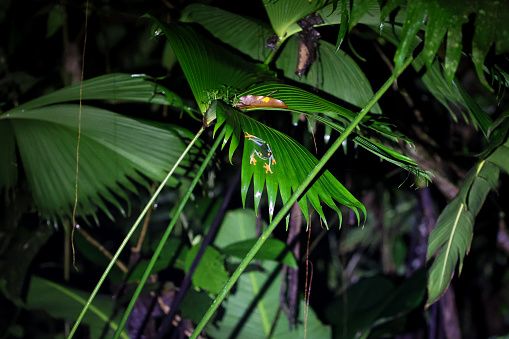 An image of a red-eyed tree frog on a large leaf at night. The frog is facing the viewer at a distance and has a wide stance.
