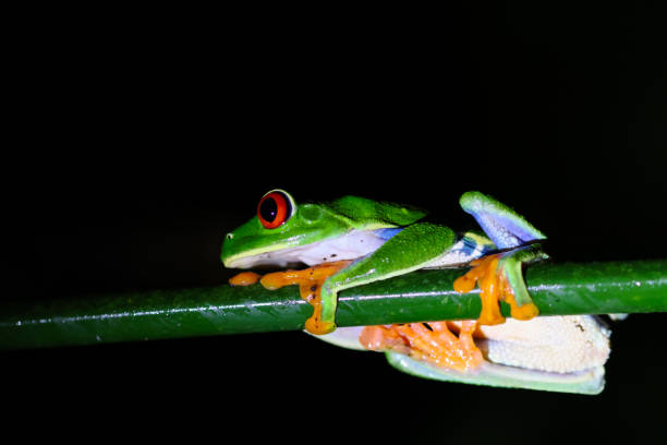 istock Portrait of a Red-Eyed Tree Frog 1575420961