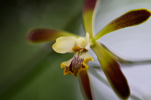 A close-up image of an Encyclia Alata orchid with white, purple, green, and yellow. The flower has thin petals, and the focus is on the center of the flower.