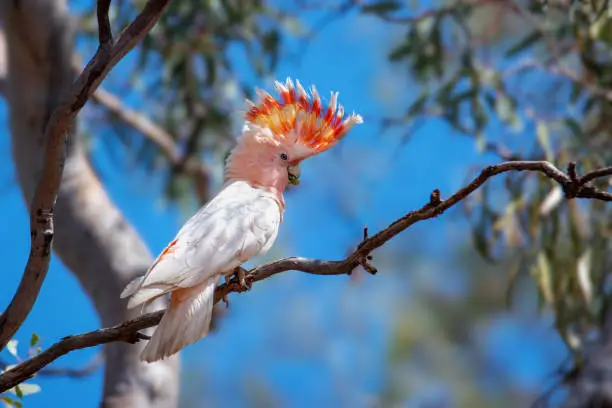 Major Mitchell's cockatoo, also known as Leadbeater's cockatoo or the pink cockatoo, is a medium-sized cockatoo that inhabits arid and semi-arid inland areas of Australia