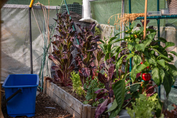 istock Lettuce growing in the greenhouse ￼ 1575459011