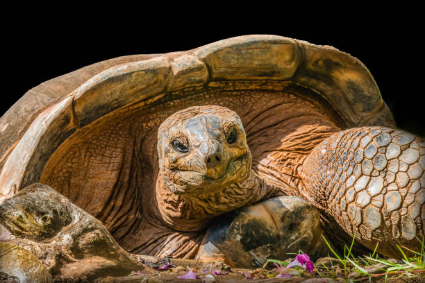 istock Brown Aldabra Giant Tortoise Waikiki Hawaii 1575486221