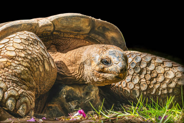 istock Brown Aldabra Giant Tortoise Waikiki Hawaii 1575486762